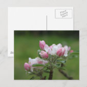 Carte Postale fleur de pommier et feuilles vertes (Devant / Derrière)