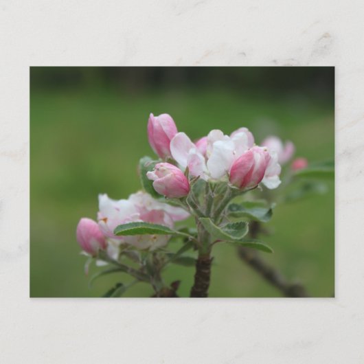 Carte Postale fleur de pommier et feuilles vertes (Devant)