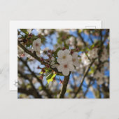 Carte Postale Fleur de printemps (Devant / Derrière)