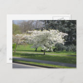 Carte Postale Fleur de printemps (Devant / Derrière)