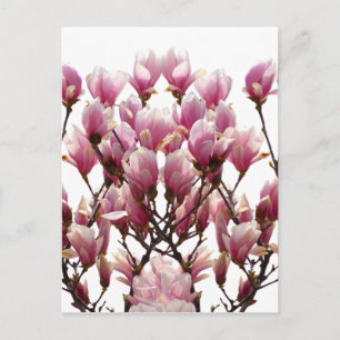 Carte Postale Fleur de printemps rose florissante Magnolias
