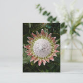 Carte Postale Fleur de Protea géante. (Debout devant)