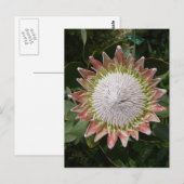 Carte Postale Fleur de Protea géante. (Devant / Derrière)