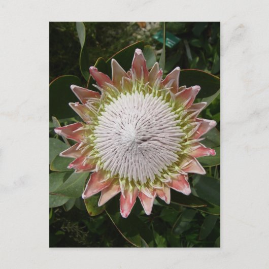 Carte Postale Fleur de Protea géante. (Devant)