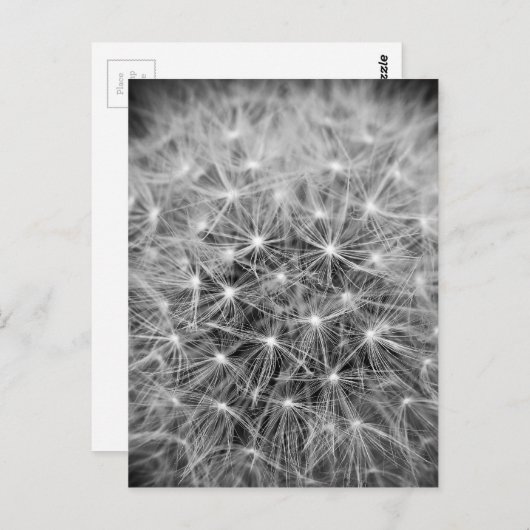 Carte Postale Fleur de pustère (Devant / Derrière)