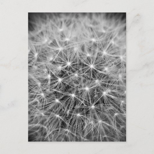 Carte Postale Fleur de pustère (Devant)