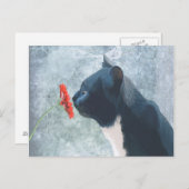 Carte Postale Fleur de reniflement de chat noir (Devant / Derrière)