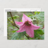 Carte Postale Fleur de ronce remarquable, île d'Unalaska (Devant / Derrière)