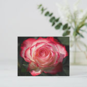 Carte Postale Fleur de rose (Debout devant)