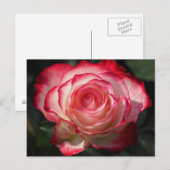 Carte Postale Fleur de rose (Devant / Derrière)