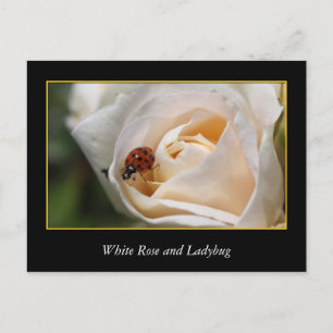 Carte Postale fleur de rose blanche et coccinelle rouge.