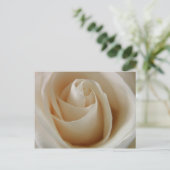 Carte Postale Fleur de rose blanche ivoire (Debout devant)