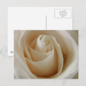 Carte Postale Fleur de rose blanche ivoire (Devant / Derrière)