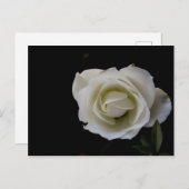 Carte Postale Fleur de rose blanche sur arrière - plan noir (Devant / Derrière)