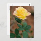 Carte Postale Fleur de rose jaune Fleurs florales Roses (Devant / Derrière)