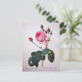 Carte Postale Fleur de rose, Pierre Joseph Redouté (Debout devant)