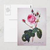 Carte Postale Fleur de rose, Pierre Joseph Redouté (Devant / Derrière)