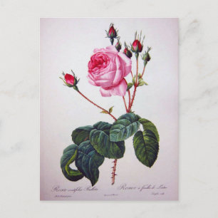 Carte Postale Fleur de rose, Pierre Joseph Redouté