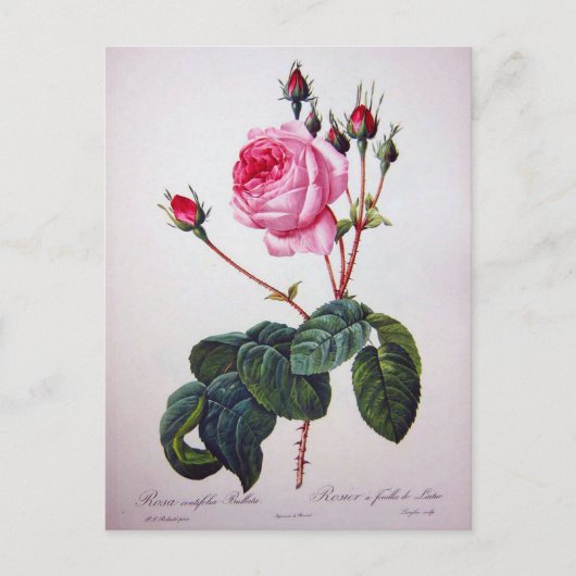 Carte Postale Fleur de rose, Pierre Joseph Redouté (Devant)