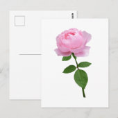 Carte Postale Fleur de rose rose élégante  (Devant / Derrière)