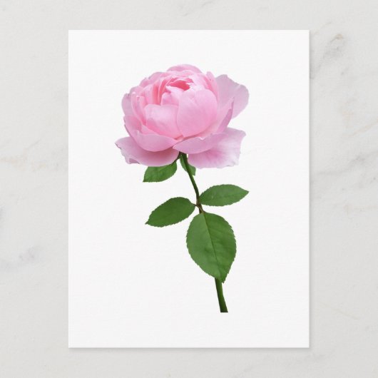 Carte Postale Fleur de rose rose élégante  (Devant)