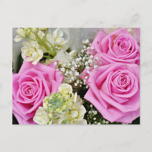 Carte Postale Fleur de rose rose vide (Devant)
