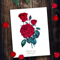 Fleur de rose rouge botanique vintage élégante