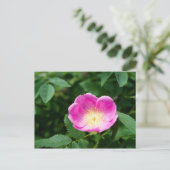 Carte Postale Fleur de rose sauvage (Debout devant)