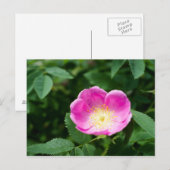 Carte Postale Fleur de rose sauvage (Devant / Derrière)