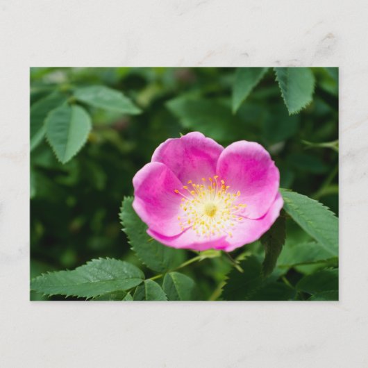 Carte Postale Fleur de rose sauvage (Devant)
