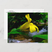 Carte Postale Fleur de singe 01 (Devant / Derrière)