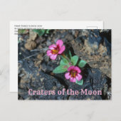 Carte Postale Fleur de singe rose, Rocher de lave, Craters de la (Devant / Derrière)