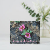 Carte Postale Fleur de singe rose, Rocher de lave, Craters de la (Debout devant)