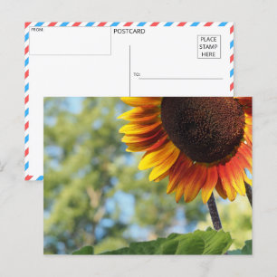 Carte Postale Fleur de soleil d'été vibrante