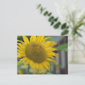 Carte Postale Fleur de soleil d'été vibrante (Debout devant)