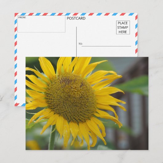 Carte Postale Fleur de soleil d'été vibrante (Devant / Derrière)