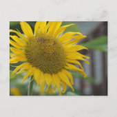 Carte Postale Fleur de soleil d'été vibrante (Devant)