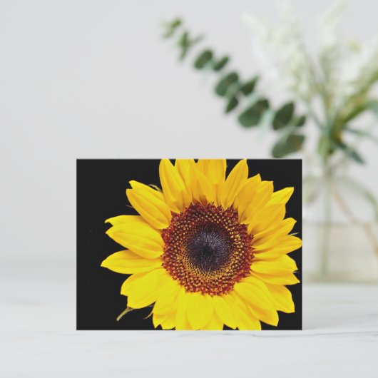 Carte Postale Fleur de soleil jaune (Debout devant)