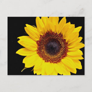 Carte Postale Fleur de soleil jaune