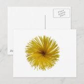 Carte Postale Fleur de spaghetti (Devant / Derrière)