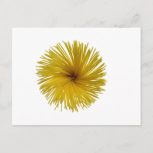 Carte Postale Fleur de spaghetti