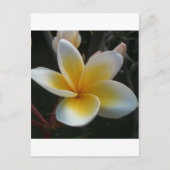 Carte Postale fleur de thaïlande (Devant)