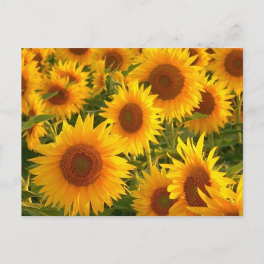 Carte Postale Fleur de tournesol Floral Jaune - Merci, Amour (Devant)
