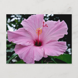 Carte Postale Fleur de trompette exotique
