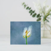Carte Postale Fleur de tulipe blanche flétrie (Debout devant)