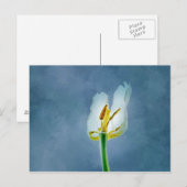 Carte Postale Fleur de tulipe blanche flétrie (Devant / Derrière)