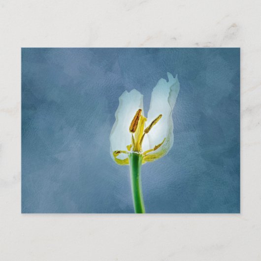 Carte Postale Fleur de tulipe blanche flétrie (Devant)