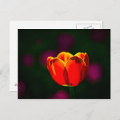Carte Postale Fleur de tulipe rouge (Devant / Derrière)