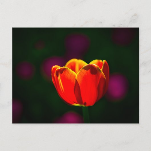 Carte Postale Fleur de tulipe rouge (Devant)