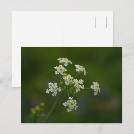 Carte postale Fleur de vache (Devant / Derrière)